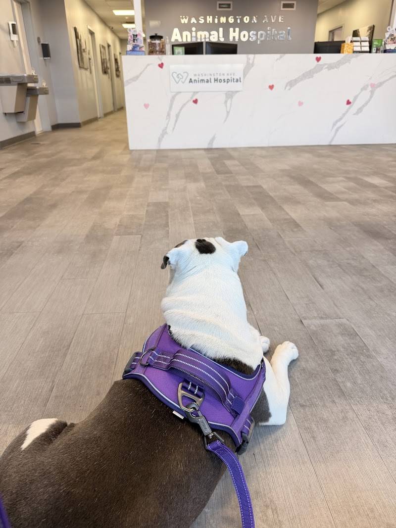 Washington Ave Animal Hospital