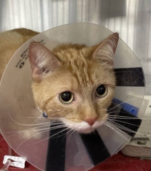 Washington Ave Animal Hospital