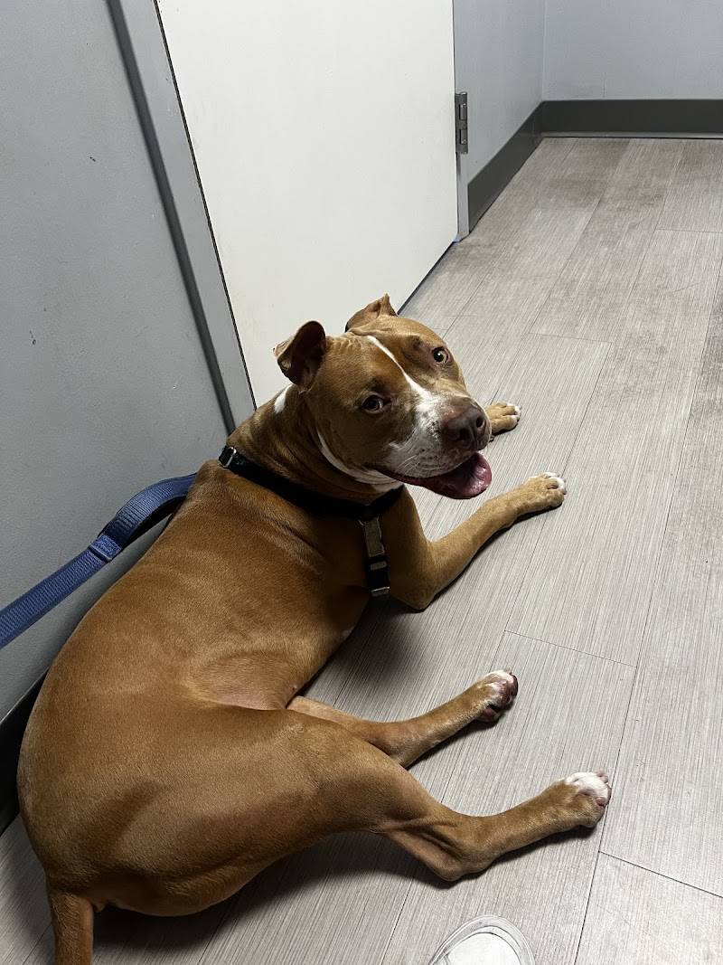 Washington Ave Animal Hospital
