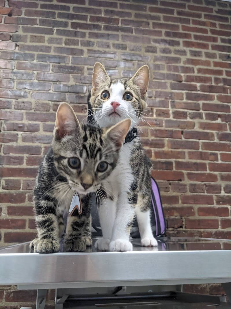 Washington Ave Animal Hospital