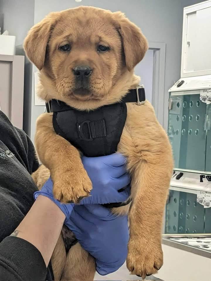 Washington Ave Animal Hospital