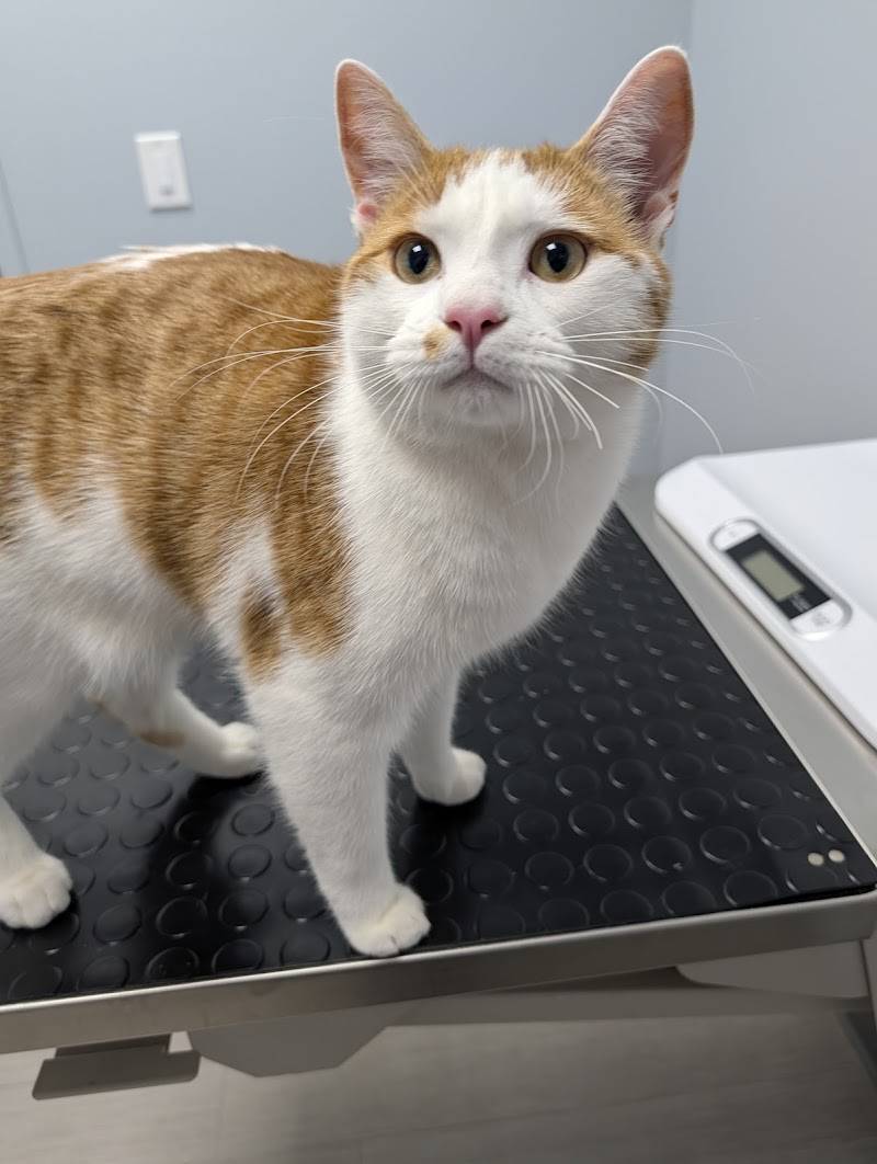 Washington Ave Animal Hospital