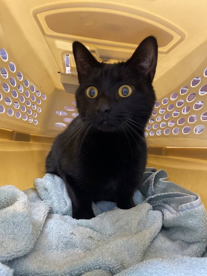 Washington Ave Animal Hospital